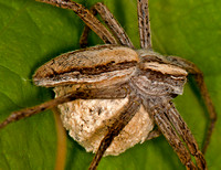 Nurery-web spider - Pisaura mirabilis
