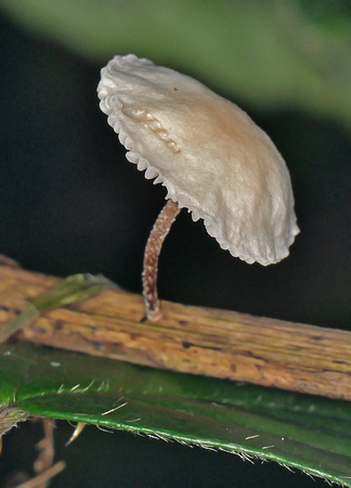 Twig parachute - Marasmiellus ramealis