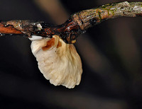 Crepidotus epibryus