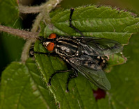 fly - Phaonia valida