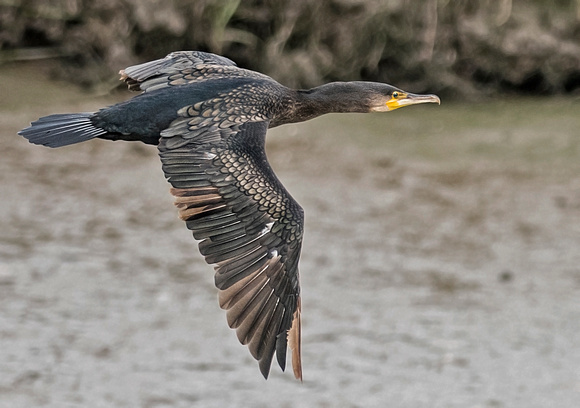 Cormorant - Phalacrocorax carbo