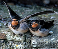 Swallow - Hirundo rustica (fledglings)