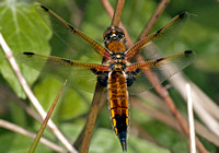 Four-spotted chaser - Libellula quadrimaculata