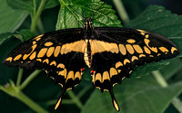 Giant swallowtail - Papilio cresphontes Cramer