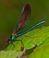 Beautiful demoiselle - Calopteryx virgo