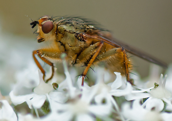 Yellow dung-fly - Scathophaga stercoraria