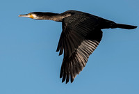 Cormorant - Phalacrocorax carbo